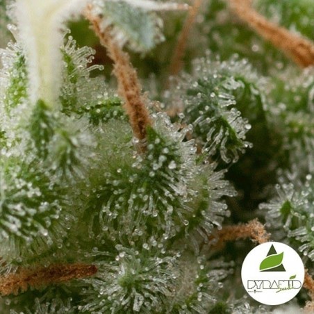 Auto Super Hash of Pyramid Seeds feminizado - GB The Green Brand