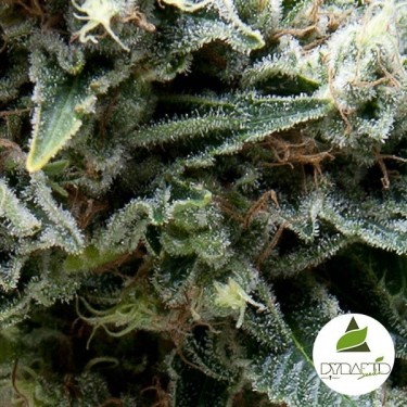 Carro New York da Pyramid Seeds - GB The Green Brand