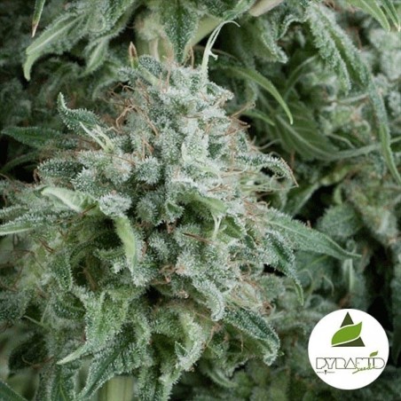 Auto Anubis de Pyramid Seeds feminizado - GB The Green Brand