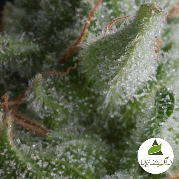 View Auto Shark of Pyramid Seeds feminizado - GB The Green Brand