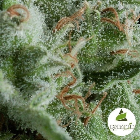 Auto Kryptonite de sementes de pirâmide feminizada - GB The Green Brand