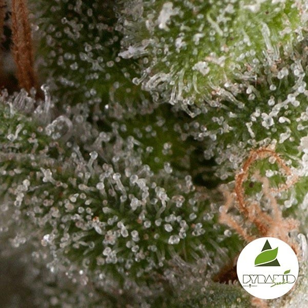 View Auto Fresh Candy da Pyramid Seeds feminizada - GB The Green Brand