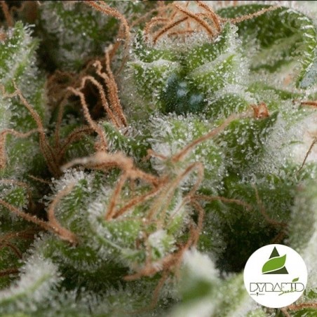 Automóvel Americano Pie de Pyramid Seeds auto - GB The Green Brand