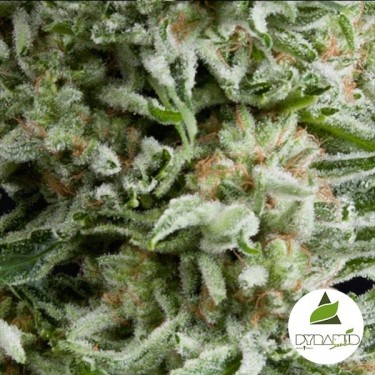 Auto Amnesia Gold de Pyramid Seeds feminizado - GB The Green Brand