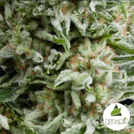 Auto Amnesia Gold de Pyramid Seeds feminizado - GB The Green Brand