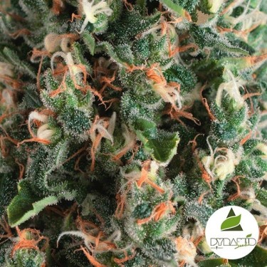 Auto Super OG Kush de Pyramid Sementes - GB The Green Brand