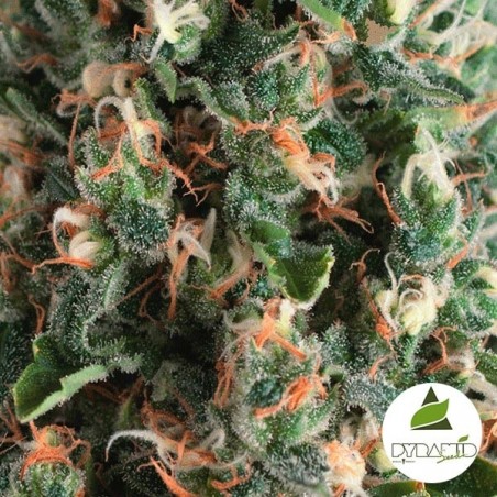 Auto Super OG Kush de Pyramid Sementes - GB The Green Brand