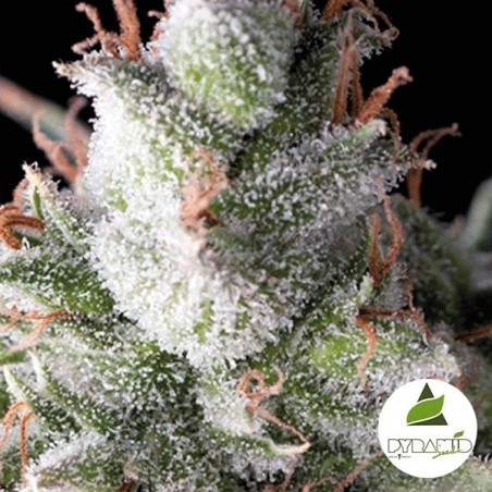 Auto Ramses de Pyramid Seeds. Autoflorescente - GB The Green Brand