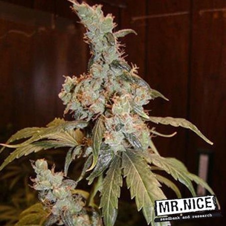 Afegão Haze planta regular de cannabis