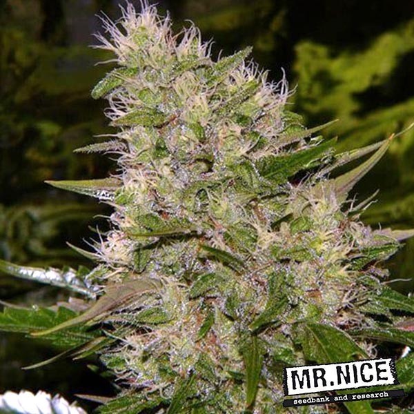 View ▷ Comprar massa crítica Sr Nice Regular- GB The Green Brand