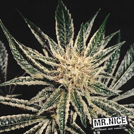 Black Widow Sementes por Mr. Nice - GB The Green Brand