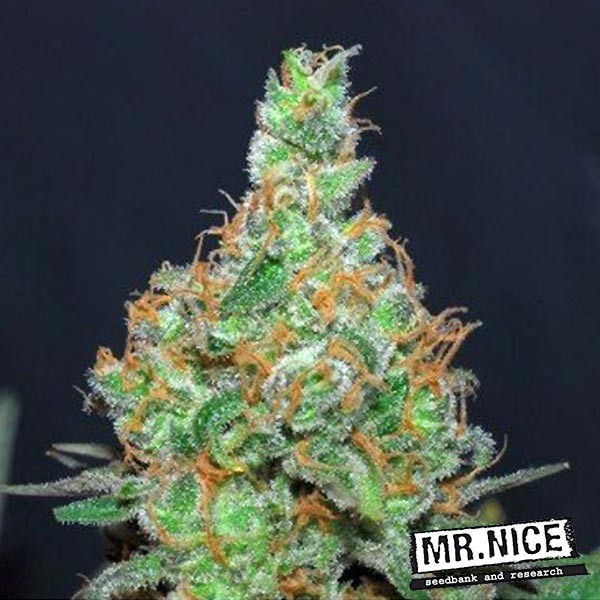 View Super Silver Haze regular Mr. Nice Seedbank - GB The Green Brand