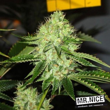 Medicina Homem Sementes Regular de Mr.Nice - GB The Green Brand