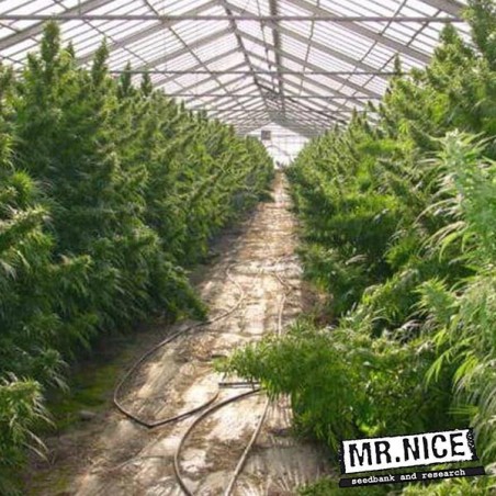 Neville's Haze regular de Mr. Nice - GB The Green Brand