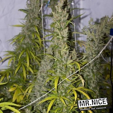 Mango Haze Regular de Mr. Nice 15 sementes - GB The Green Brand