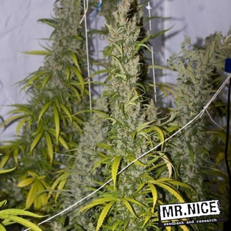 Mango Haze Regular de Mr. Nice 15 sementes - GB The Green Brand