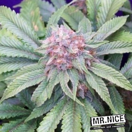 G13 Viúva Sementes do Sr. Nice Sementes - GB The Green Brand