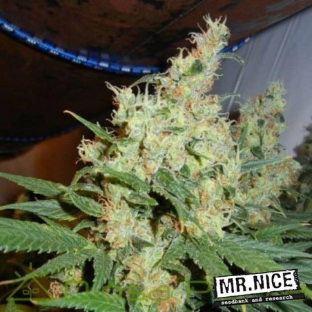 NL5 x Haze Regular de Mr. Nice 15 sementes - GB The Green Brand