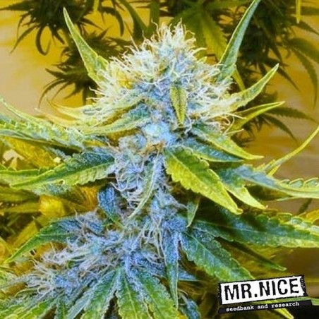 G13 Haze Semillas Regulares Mr. Nice - GB The Green Brand