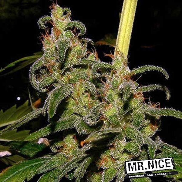 View La Niña 15 sementes regulares Mr. Nice Sativa - GB The Green Brand