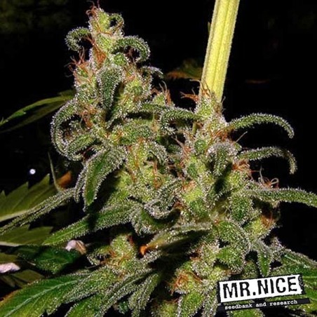 La Niña 15 sementes regulares Mr. Nice Sativa - Grow Barato