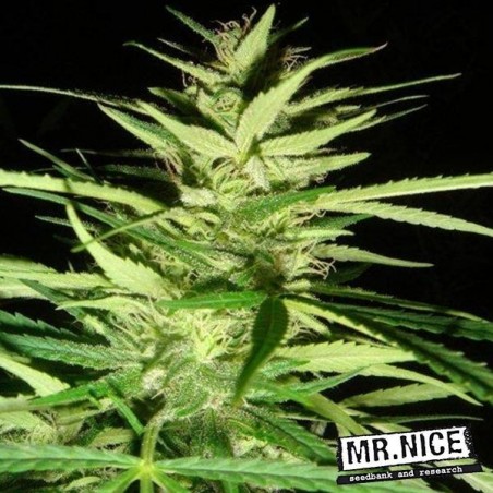 Mestre Kush Skunk x Afegão Haze regular - GB The Green Brand