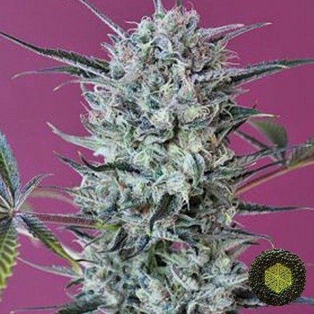 Krystalica de Mandala Seeds estirpe de qualidade - GB The Green Brand