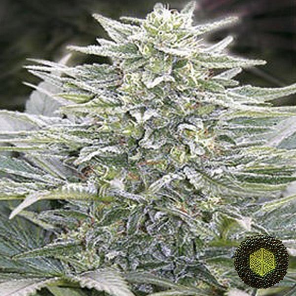 View Hashberry de Mandala Seeds de efeito relax - GB The Green Brand