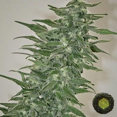 Rishi Kush regular de Mandala Seeds - GB The Green Brand