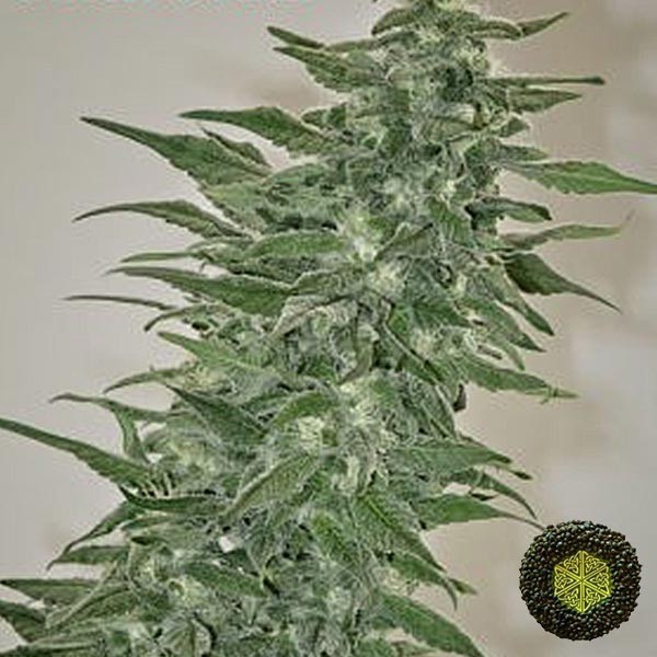 View Rishi Kush regular de Mandala Seeds - GB The Green Brand