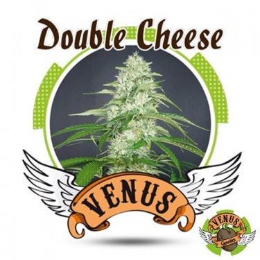 Double Cheese de Venus Genetics feminizada - GB The Green Brand