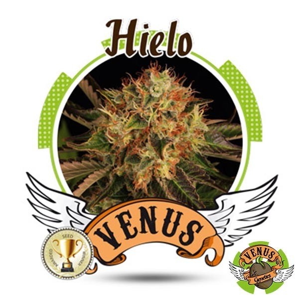 View Hielo