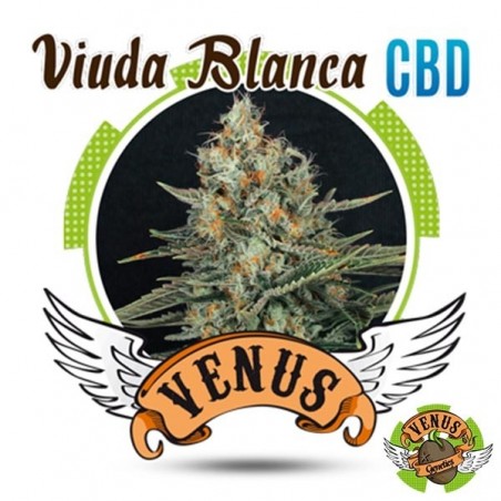 Veno Genetics White Widow Seeds - GB The Green Brand
