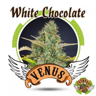 Chocolate Branco de Venus Genetics feminizada - GB The Green Brand