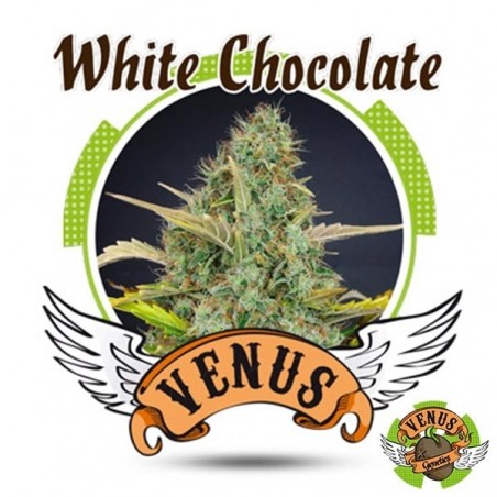Chocolate Branco de Venus Genetics feminizada - GB The Green Brand