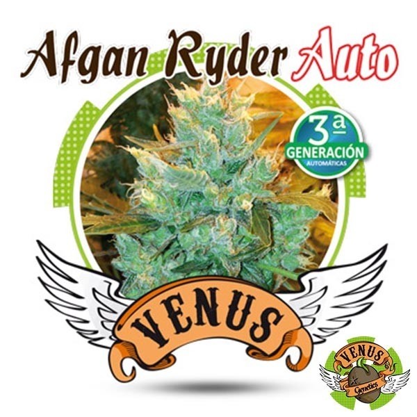 View Afgan Ryder Auto de Venus Genetics feminizada - GB The Green Brand