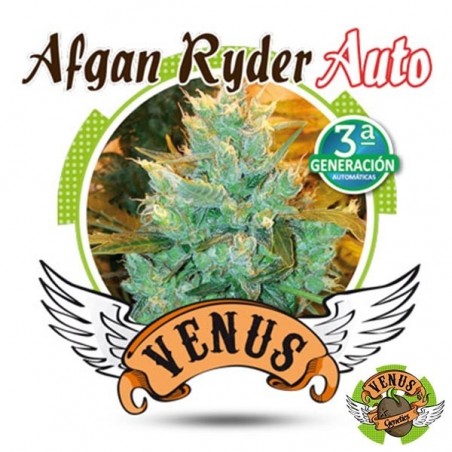 Afgan Ryder Auto de Venus Genetics feminizada - GB The Green Brand