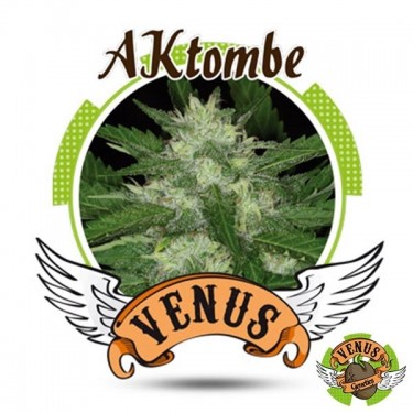 Aktombe Auto de Venus Genetics automática - GB The Green Brand