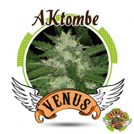 Aktombe Auto de Venus Genetics automática - GB The Green Brand