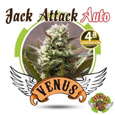 Jack Attack Auto - Veno Genetics - fêmea - GB The Green Brand
