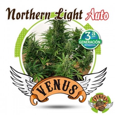 Northern Lights auto por Veno Genetics - GB The Green Brand