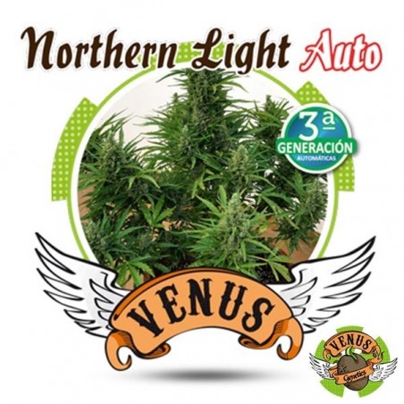 Northern Lights auto por Veno Genetics - GB The Green Brand