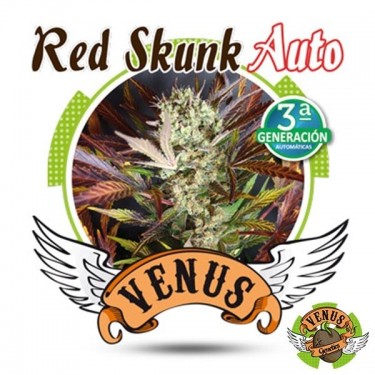 Red Skunk Auto de Venus Genetics automática - GB The Green Brand