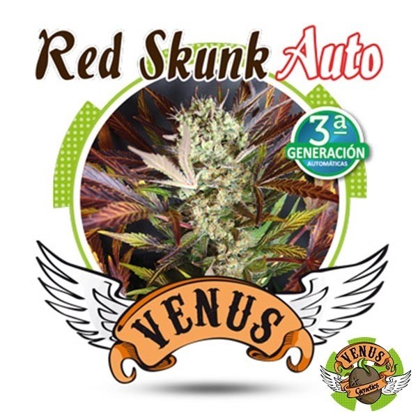 View Red Skunk Auto de Venus Genetics automática - GB The Green Brand