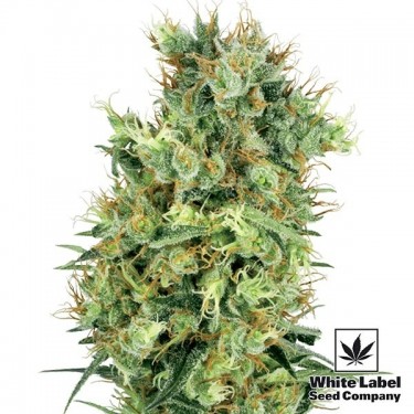 Cali Orange Bud Regular de White Label - GB The Green Brand