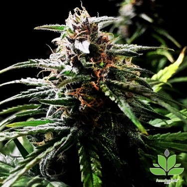 Comprar Auto Speed Bud de Sementes Femininas - GB The Green Brand