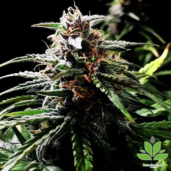 View Comprar Auto Speed Bud de Sementes Femininas - GB The Green Brand