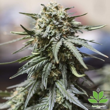 Auto White Widow x Big Bud Sementes Femininas - GB The Green Brand
