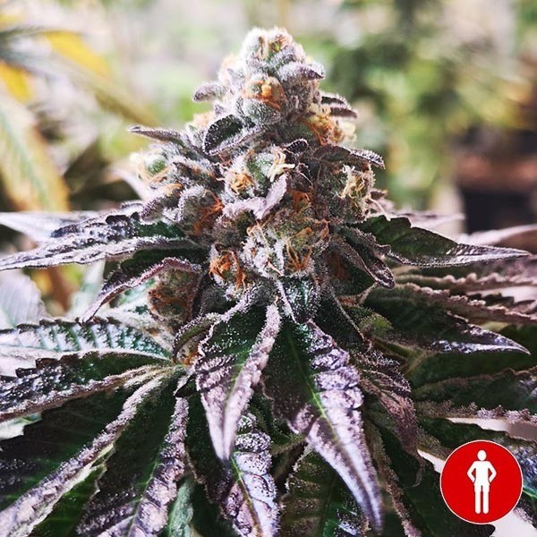 View Comprar Medical Seeds Purple Punch Cookies - GB