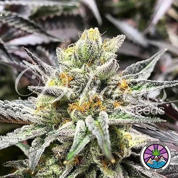 View Comprar Delicious Cookies da Delicious Seeds - GB